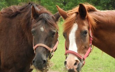 Intuitive Animal Communication